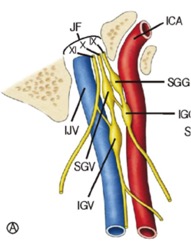 jugular foramende damar ve sinirler